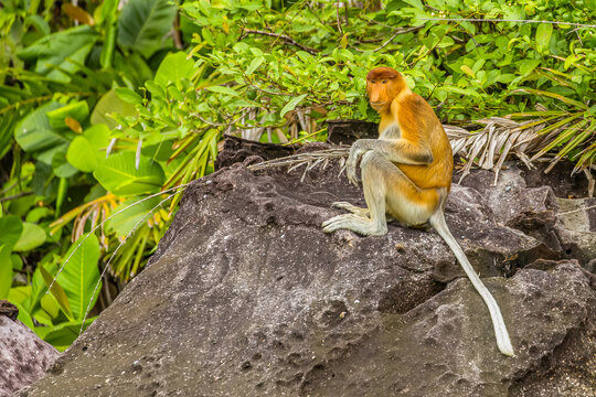 Portrait of a proboscis monkey, Nasalis larvatus, sitting on an eroded rock.