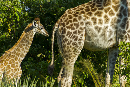 Side view of a mother and baby giraffe.