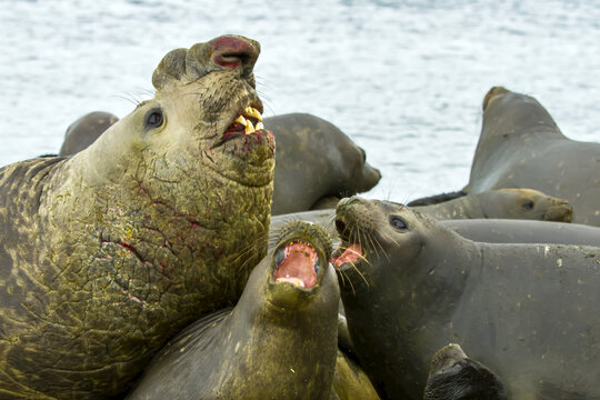 A male elephant seal surrounded by smaller females.