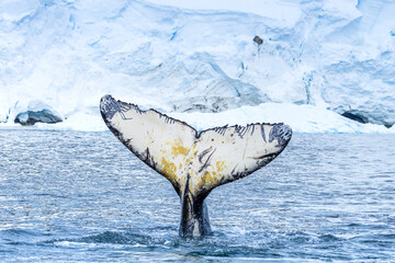 A Humpback Whale tail near Paradise Harbor, Antarctica.