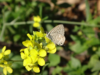Male Lang's short-tailed blue, also known as common zebra blue, (Leptotes pirithous) butterfly feeding on yellow mustard flowers - ventral view