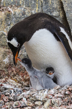 Two young Gentoo Penguin chicks and a parent at feeding time in Port Lockroy at British Base A in Antarctica.