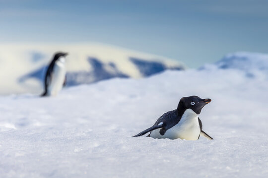 Adelie Penguins walk and slide on pack ice in Active Sound near the Weddell Sea in Antarctica.