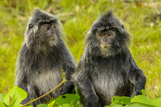 Portrait of two silver leaf monkeys, Trachypithecus cristatus, or silvery Lutung monkeys.