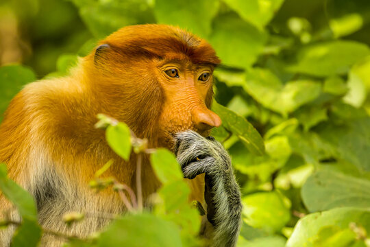 Close up portrait of a contemplative-looking proboscis monkey, Nasalis larvatus.