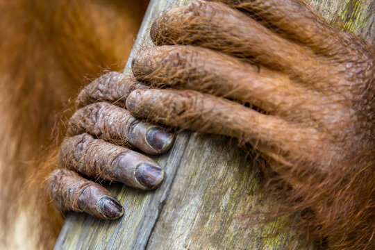 Close up the hands of a Bornean orangutan, Pongo pygmaeus.