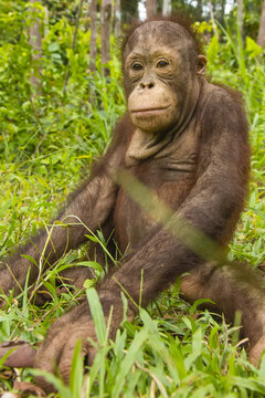 Portrait of an orphaned young Bornean orangutan, Pongo pygmaeus, at the Orangutan Care Center.