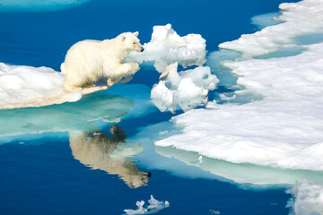 Polar bear, Ursus maritimus, on pack ice at water's edge.