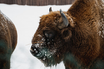 European Bison Bonasus in the winter