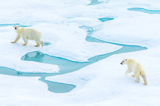 Mother and cub, polar bears (Ursus maritimus) wander across pack ice in the Canadian Arctic.