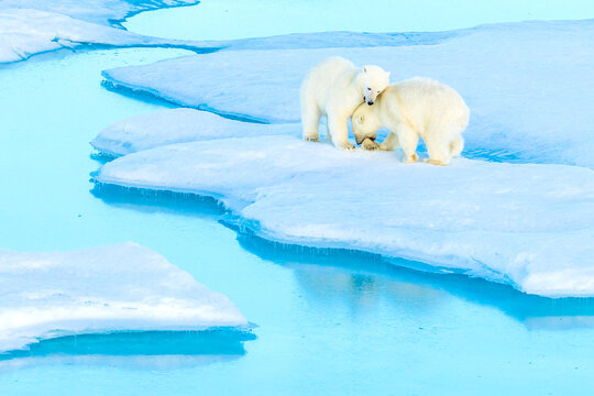 Play fighting, polar bear cubs (Ursus maritimus) on an ice floe, Polar Bear Pass in Lancaster Sound.
