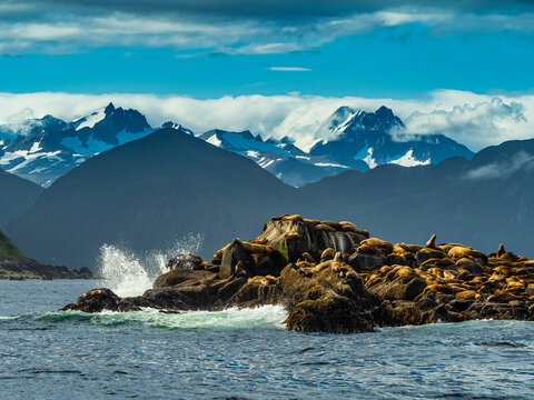 Stellers Sea Lions (Eumetopias jubatus) hauled out on rocky island; Katmai National Park, Alaska, United States of America