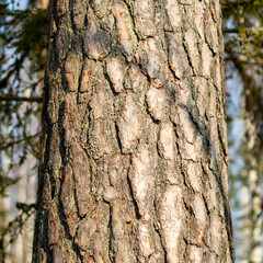 Pine trunk
