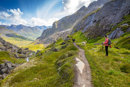 A woman hiking with her two dogs, stops off trail to take in the view of Archangel Valley and the Talkeetna Mountains at Hatcher Pass on a sunny, blue sky, summer day; Alaska, United States of America