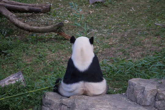 Mei Xiang, the National Zoo's female giant panda.; Washington, District of Columbia.