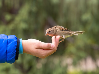 The boy feeds the birds with seeds from his hand. Sparrow eats seeds from the boy's hand