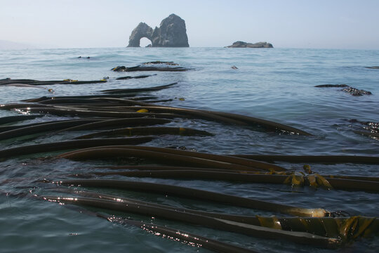 Kelp bed with a sea mount in the background.; Gold Beach, Oregon.