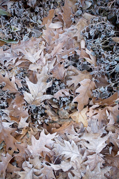 Dead leaves with a layer of frost.; Tea Creek Mountain Trail - Pocahontas, County, West Virginia, USA