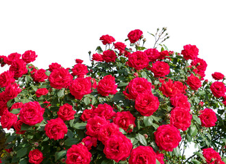 Red rose bush frame, ideal for greeting cards and banner, graphic design