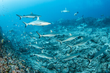 Fototapeta na wymiar grey reef shark on the reef