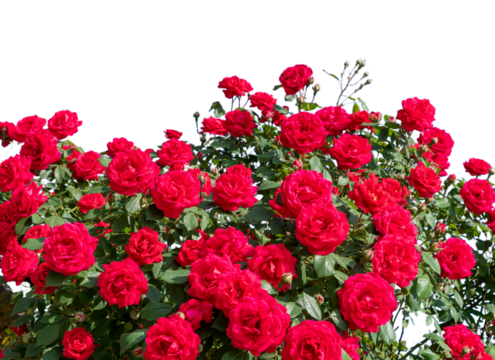 Red rose bush frame, ideal for greeting cards and banner, graphic design