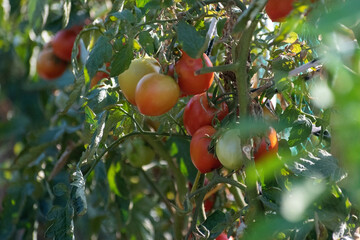 tomatos on a branch