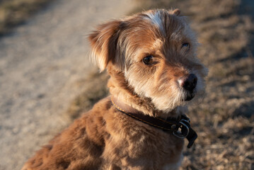 A small mixed breed dog with a long coat sits on the side of the path and looks into the camera