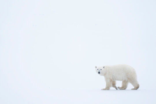 Polar bear (Ursus maritimus) walking in the corner of the image with vast white all around; Churchill, Manitoba, Canada