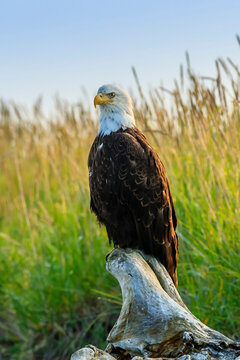 Bald Eagle, Haliaeetus leucocephalus, perched on driftwood.