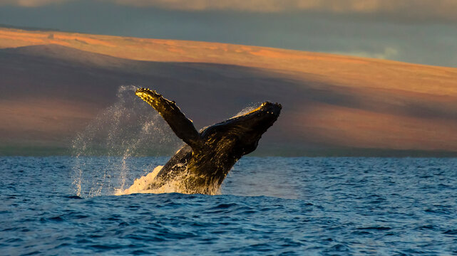 A humpback whale breaches in the Pacific Ocean.