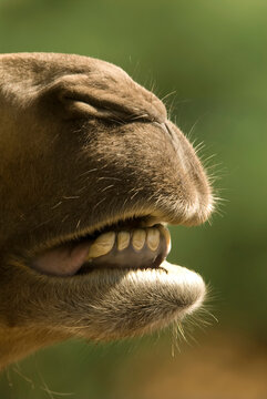 Bactrian camel (Camelus bactrianus) at a children's zoo; Lincoln, Nebraska, United States of America