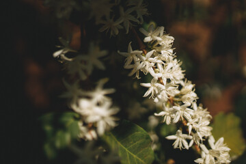 coffee flower