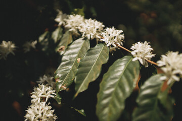 coffee flower