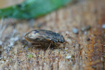 Closeup on a small brown beetle, Helophorus brevipalpis