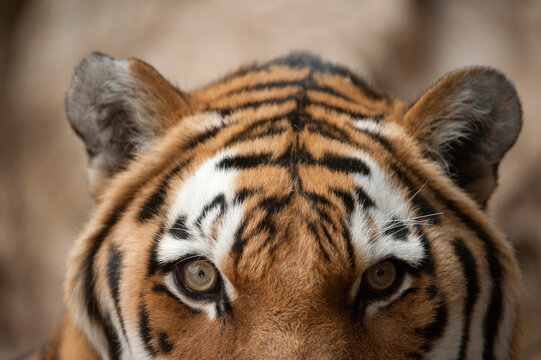 Close-up of the face of an Amur Tiger (Panthera tigris altaica), also called a Siberian tiger, with detail of the fur markings and eyes; Omaha, Nebraska, United States of America