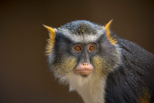 Portrait of a Wolf's guenon (Cercopithecus wolfi) at a zoo in Colorado Springs, Colorado, USA; Colorado Springs, Colorado, United States of America