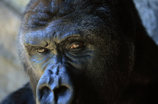 Close view of the face a gorilla (Gorilla gorilla); Florida, United States of America
