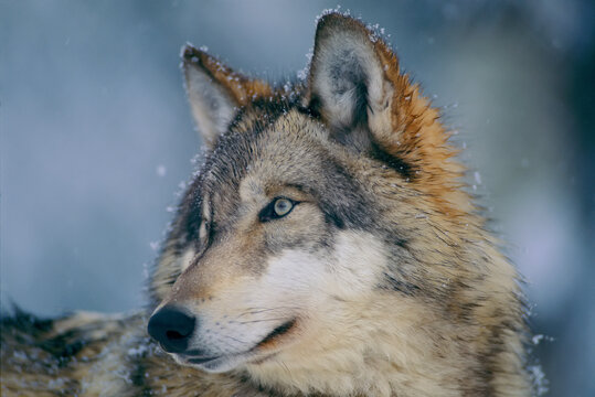 Close-up portrait of a Gray wolf (Canis lupus) in a snowfall with snowflakes on it's fur; Ely, Minnesota, United States of America
