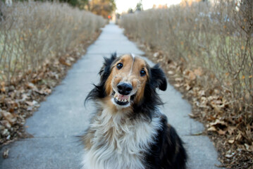 A Sheltie dog snarls at the camera; Lincoln, Nebraska, United States of America