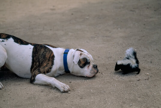 Bulldog and a Striped skunk (Mephitis mephitit) meet eye to eye; Los Angeles, California, United States of America