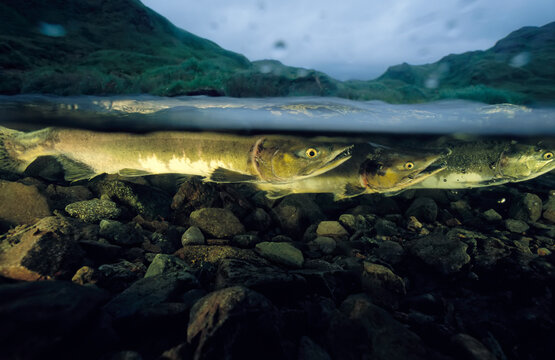 Close view of pink salmon swimming upstream to spawn; Adak Island, Aleutian Islands, Alaska