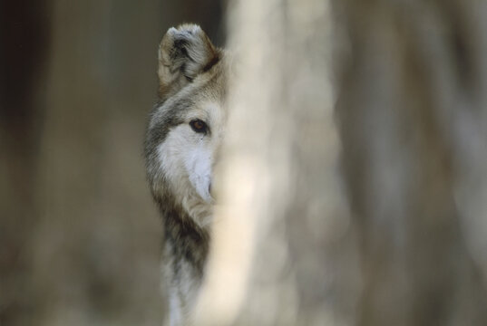Captive Mexican gray wolf (Canis lupus baileyi), rarest wolf in North America; Albuquerque, New Mexico, United States of America