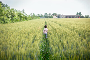 Naklejka na ściany i meble back view of girl with short hair in pink top walks away in wheat field