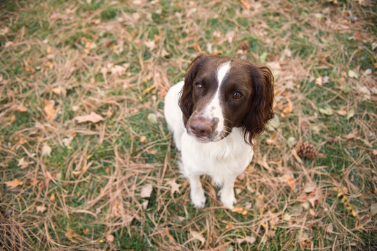 English springer spaniel sits in the grass; Lincoln, Nebraska, United States of America