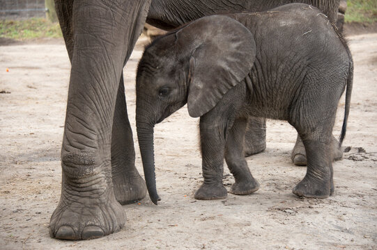 A vulnerable African elephant (Loxodonta africana) and five-month-old calf at a zoo; Tampa, Florida, United States of America