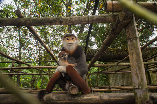 Endangered Red-shanked douc langur (Pygathrix nemaeus) holds her infant in Cuc Phuong National Park; Vietnam