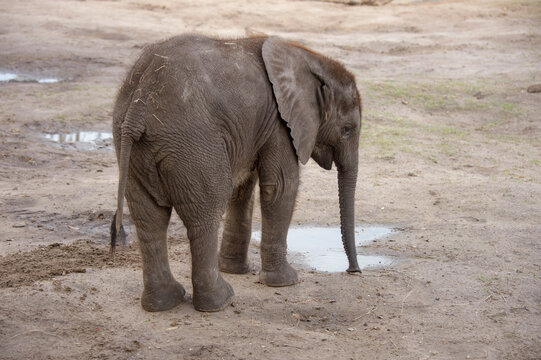 A vulnerable African elephant (Loxodonta africana) five-month-old calf at a zoo; Tampa, Florida, United States of America