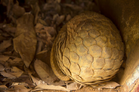 Coiled critically endangered, Sunda pangolin (Manis javanica) at the Carnivore and Pangolin Conservation Center in Cuc Phuong National Park; Ho Chi Minh, Ninh Binh, Vietnam