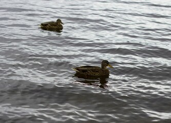 Two ducks swim in the north lake in a park