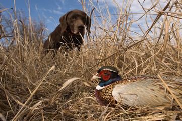 German Shetland dog finds a Ring-Necked Pheasant (Phasianus colchicus) his owner just shot; Holland, Nebraska, United States of America